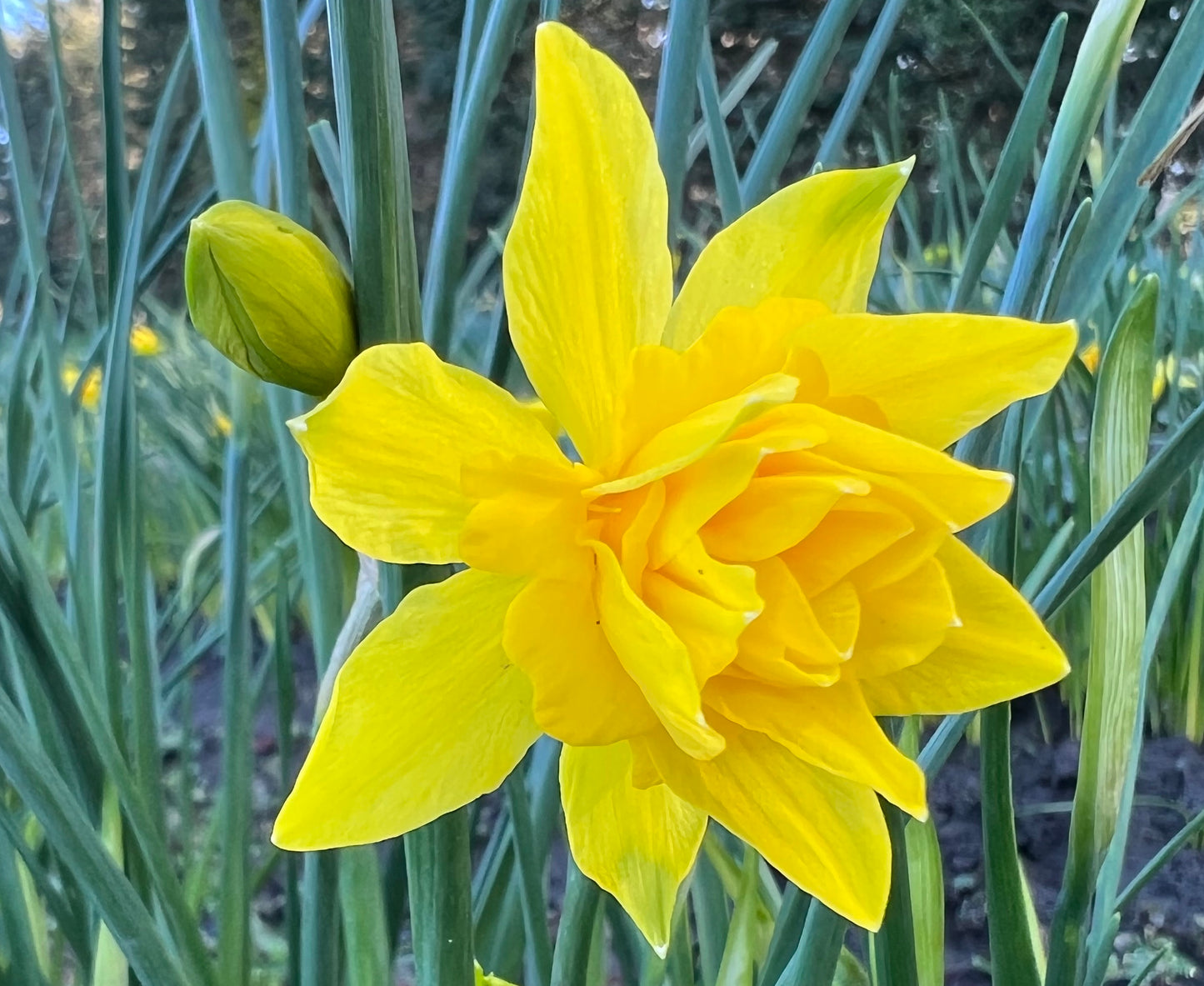 Double Campernelli Bulbs - Species Daffodil