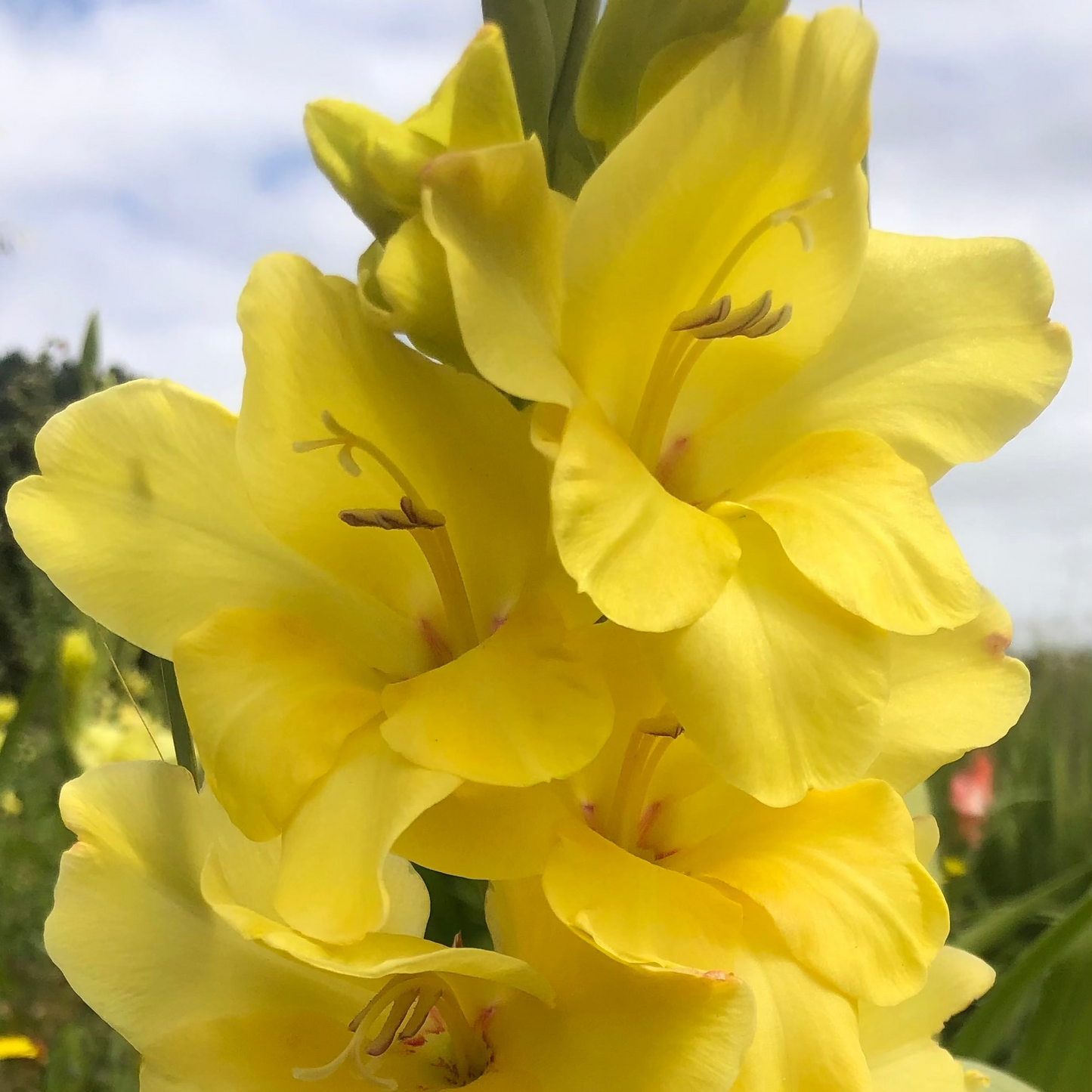 Close-up of bright yellow flowers with a blurred background
