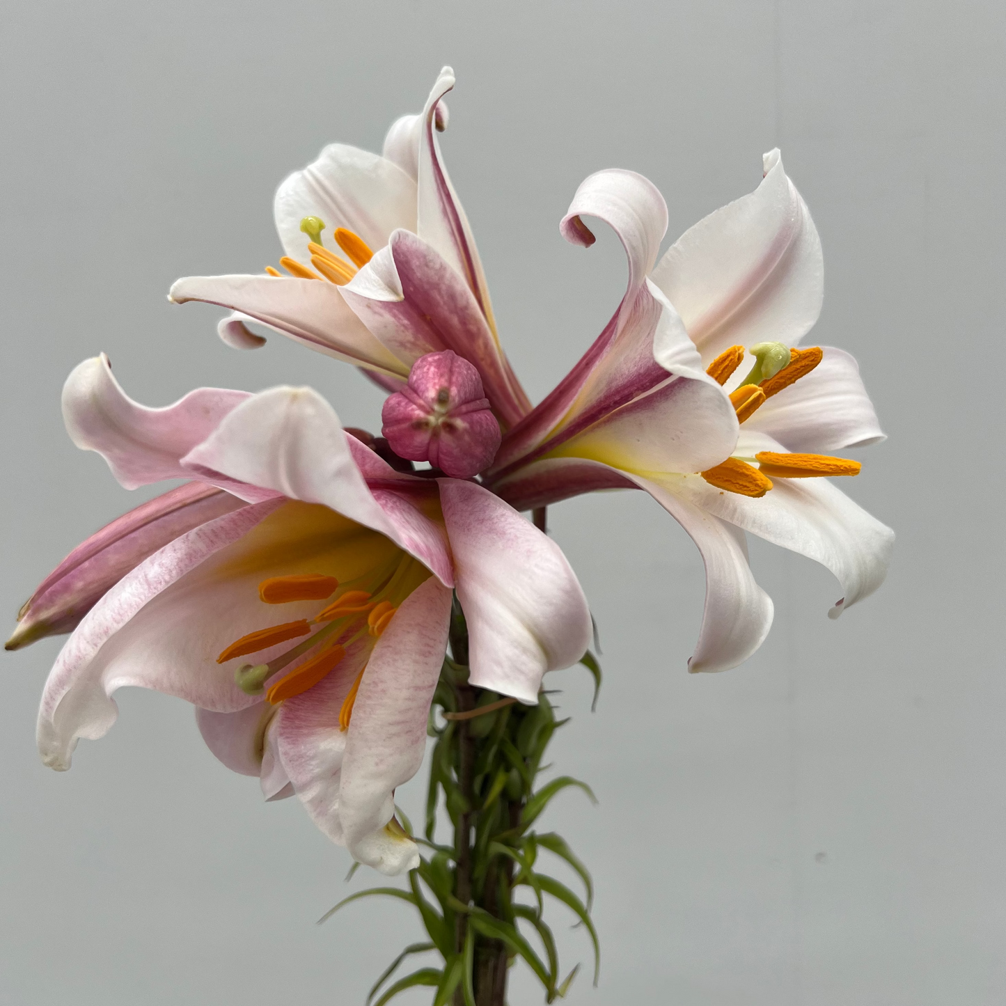 christmas lily bulbs. picture of flowering christmas lillies