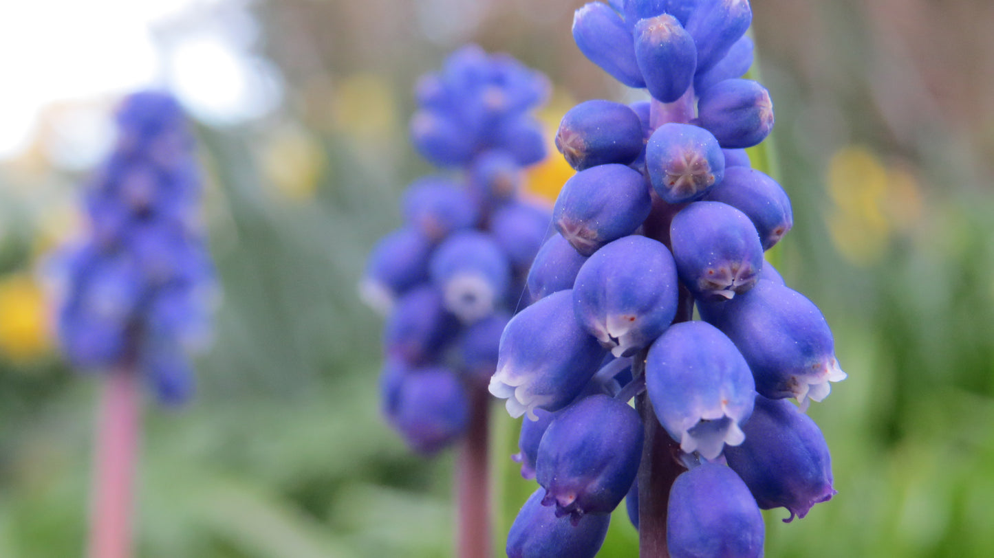 Grape Hyacinth