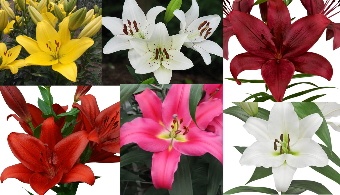 Collage of various colored lilies including yellow, white, red, and pink.