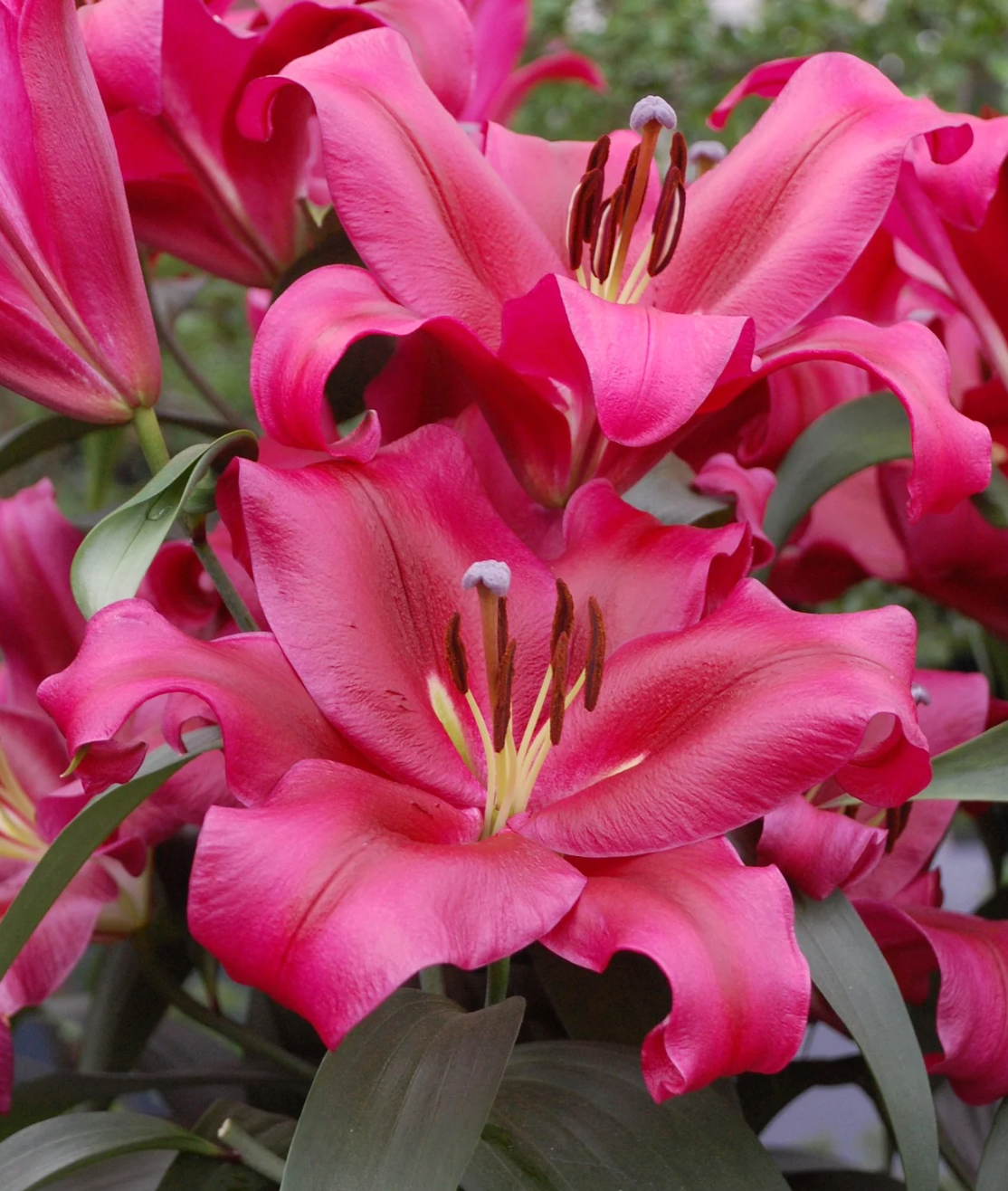 red lily