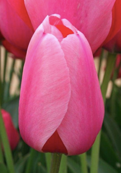 Pink Impression