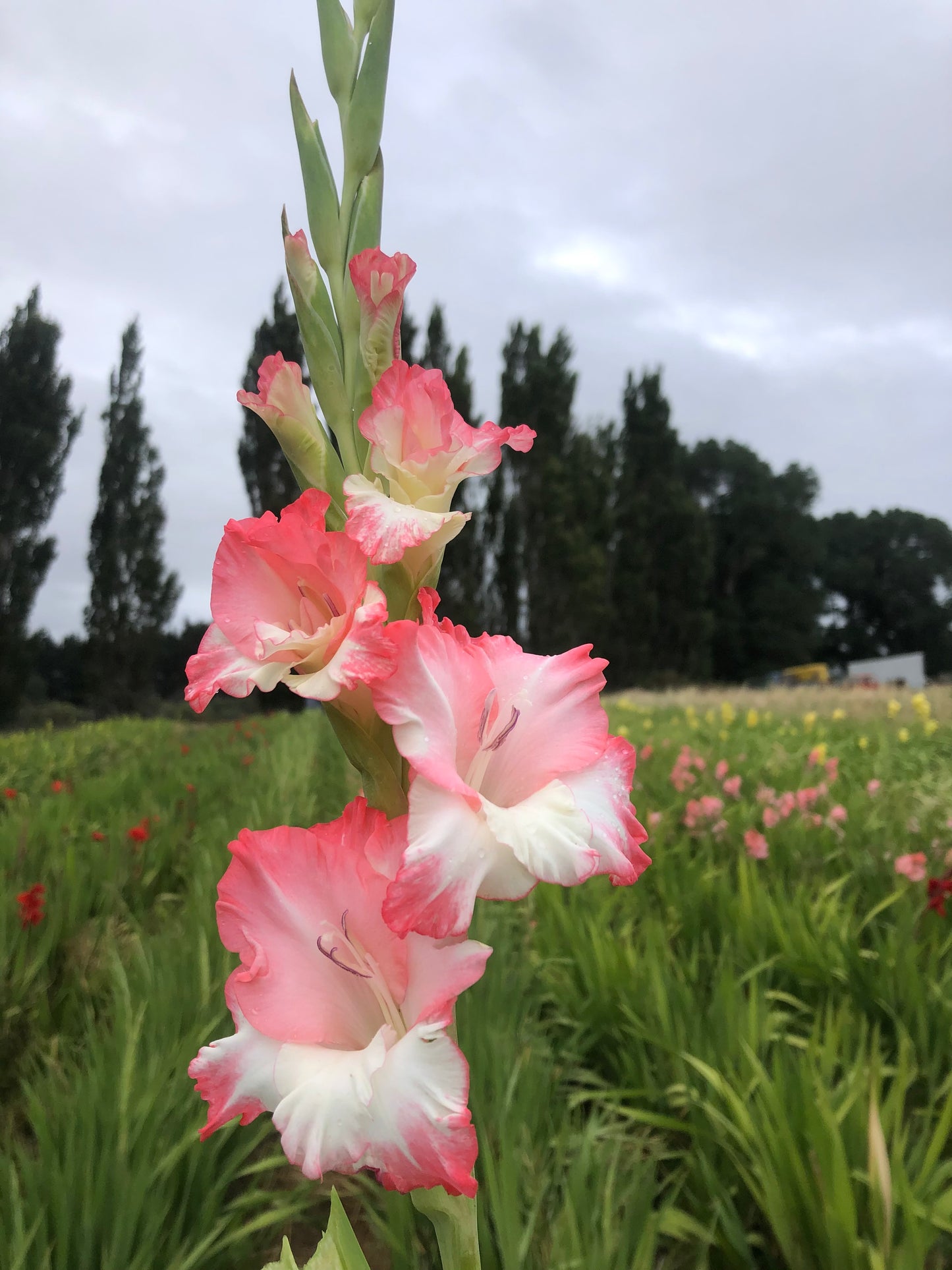 pink and whit gladioli