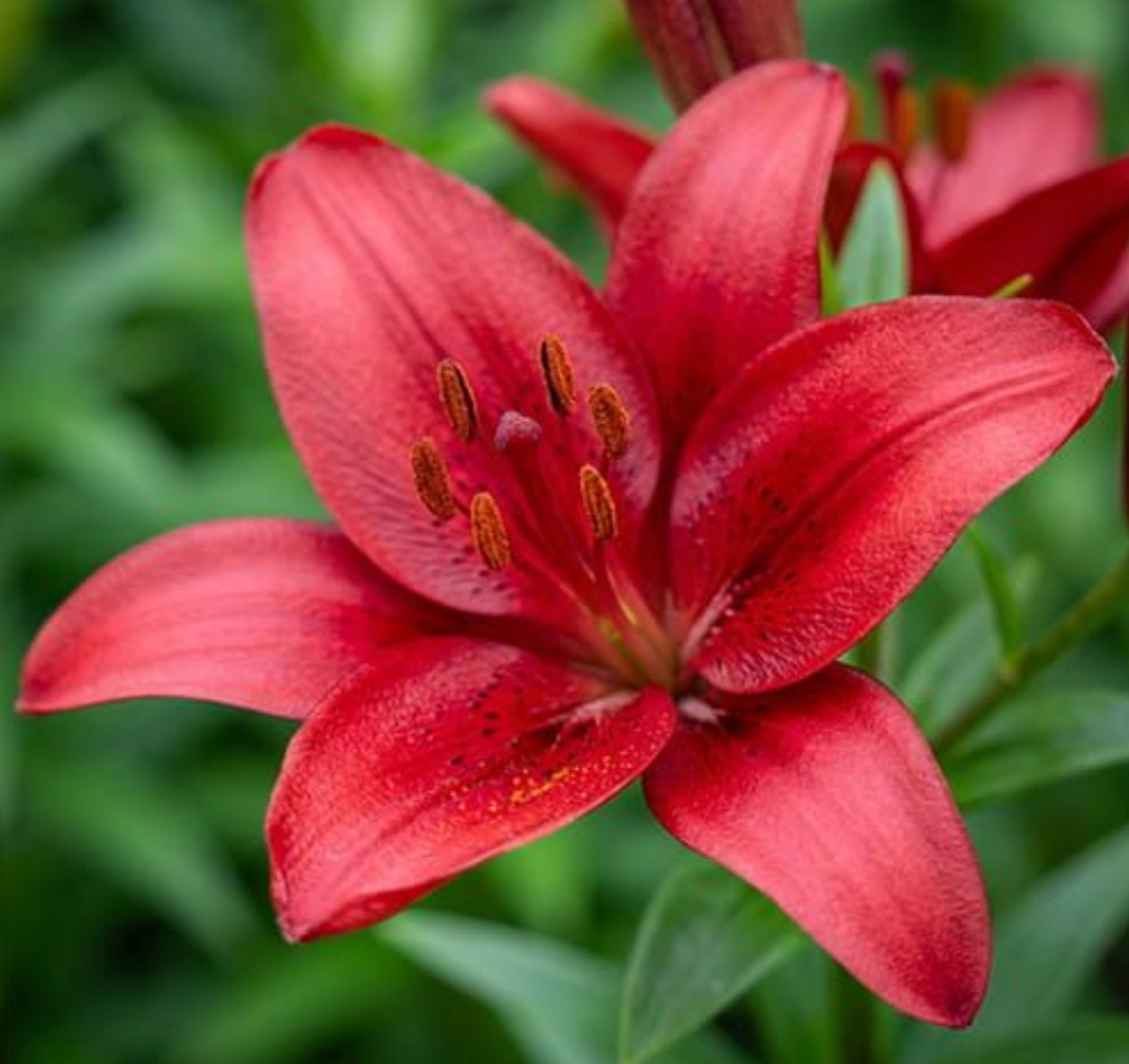 Close-up of a red lily flower with green leaves in the background