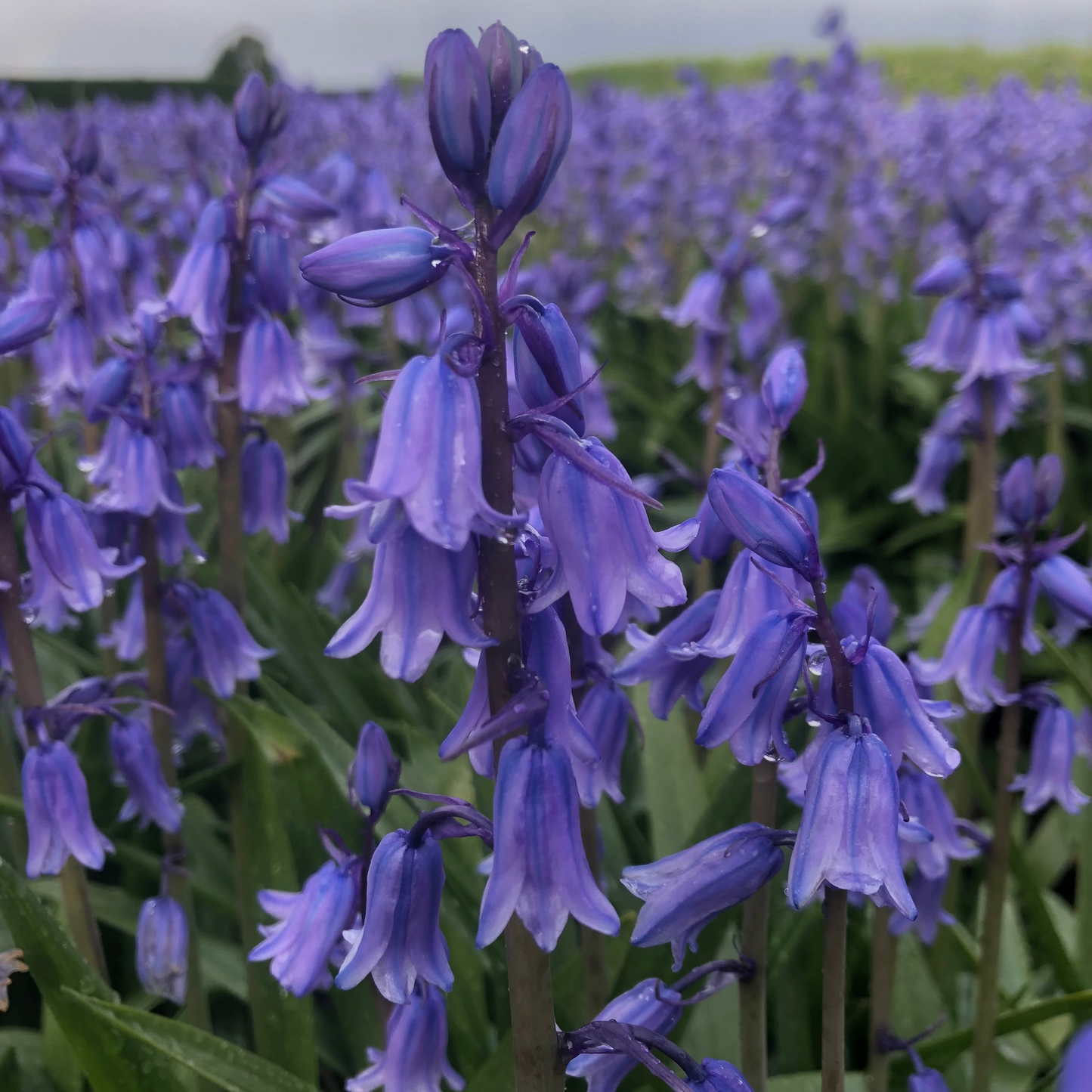 bluebells, blue flower in spring