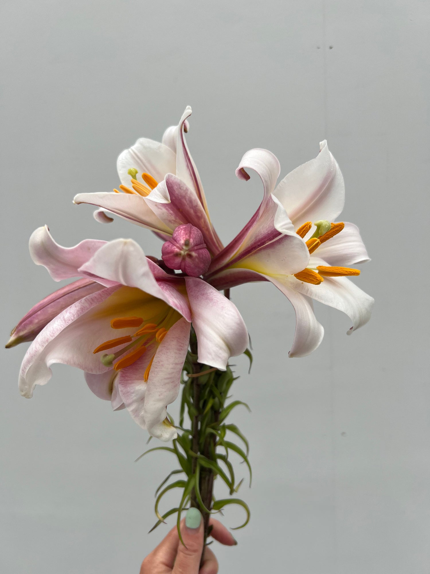 Christmas Lily Bulbs