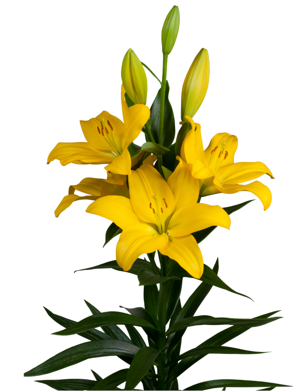 Lily Bulbs