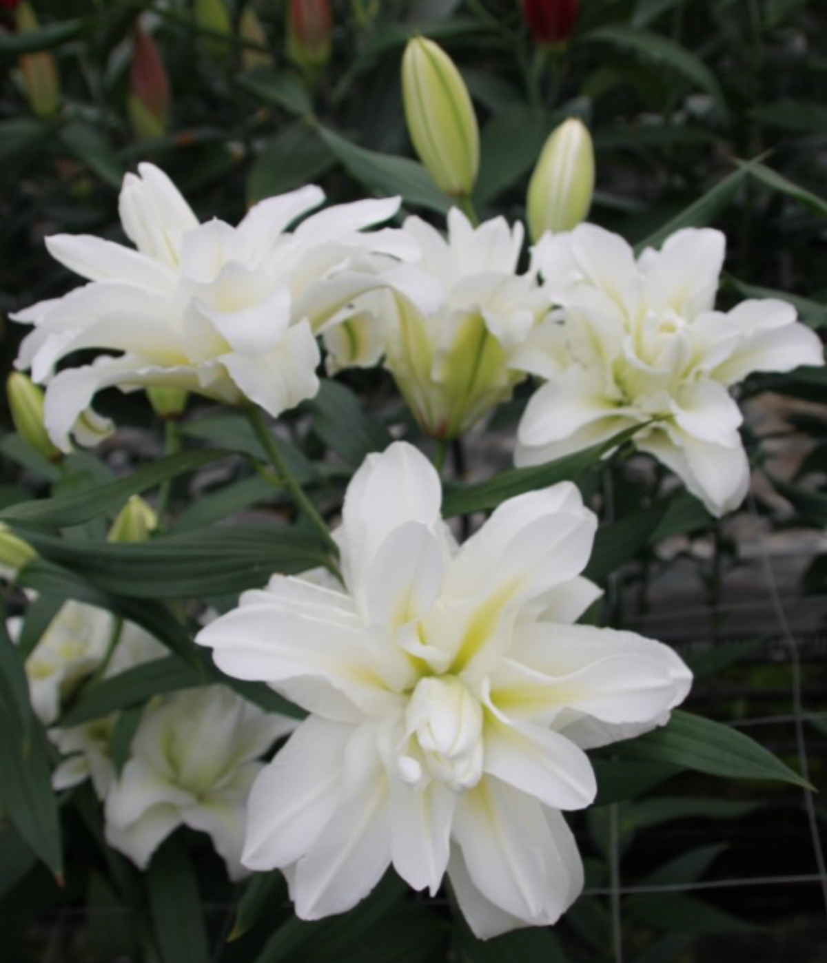 white double oriental lily bulbs