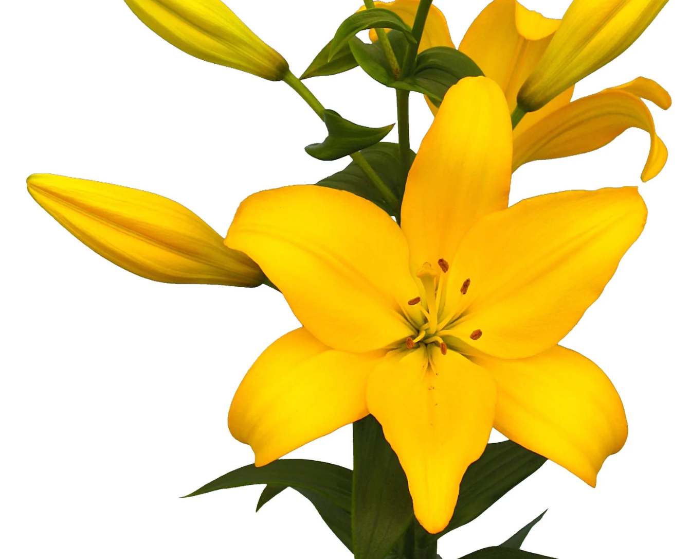 Yellow lily flower with green leaves on a white background