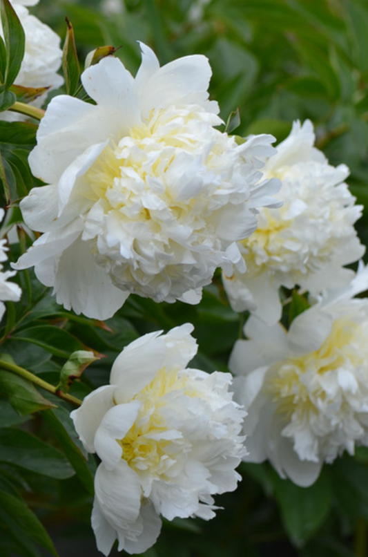 White peony flowers with green leaves in the background