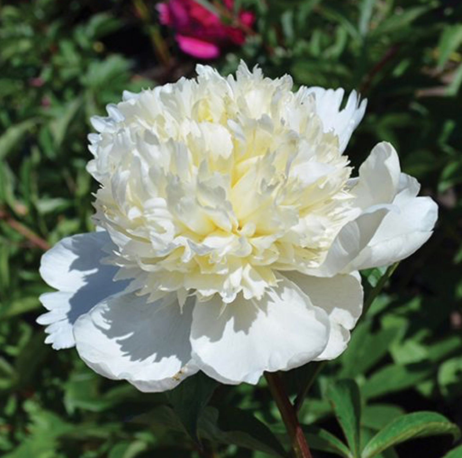 White peony flower with green leaves in the background