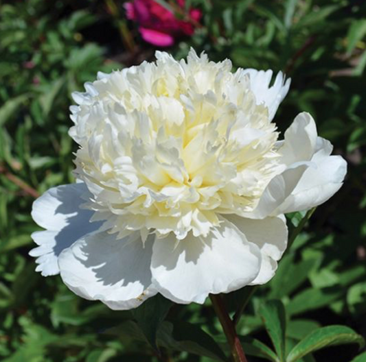 White peony flower with green leaves in the background