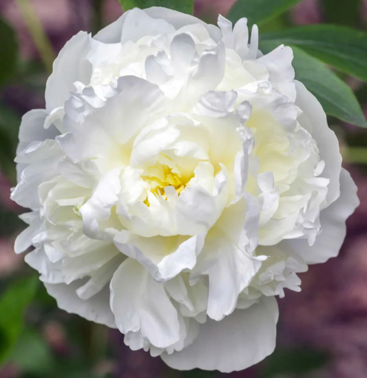 Close-up of a white peony flower with a blurred green background