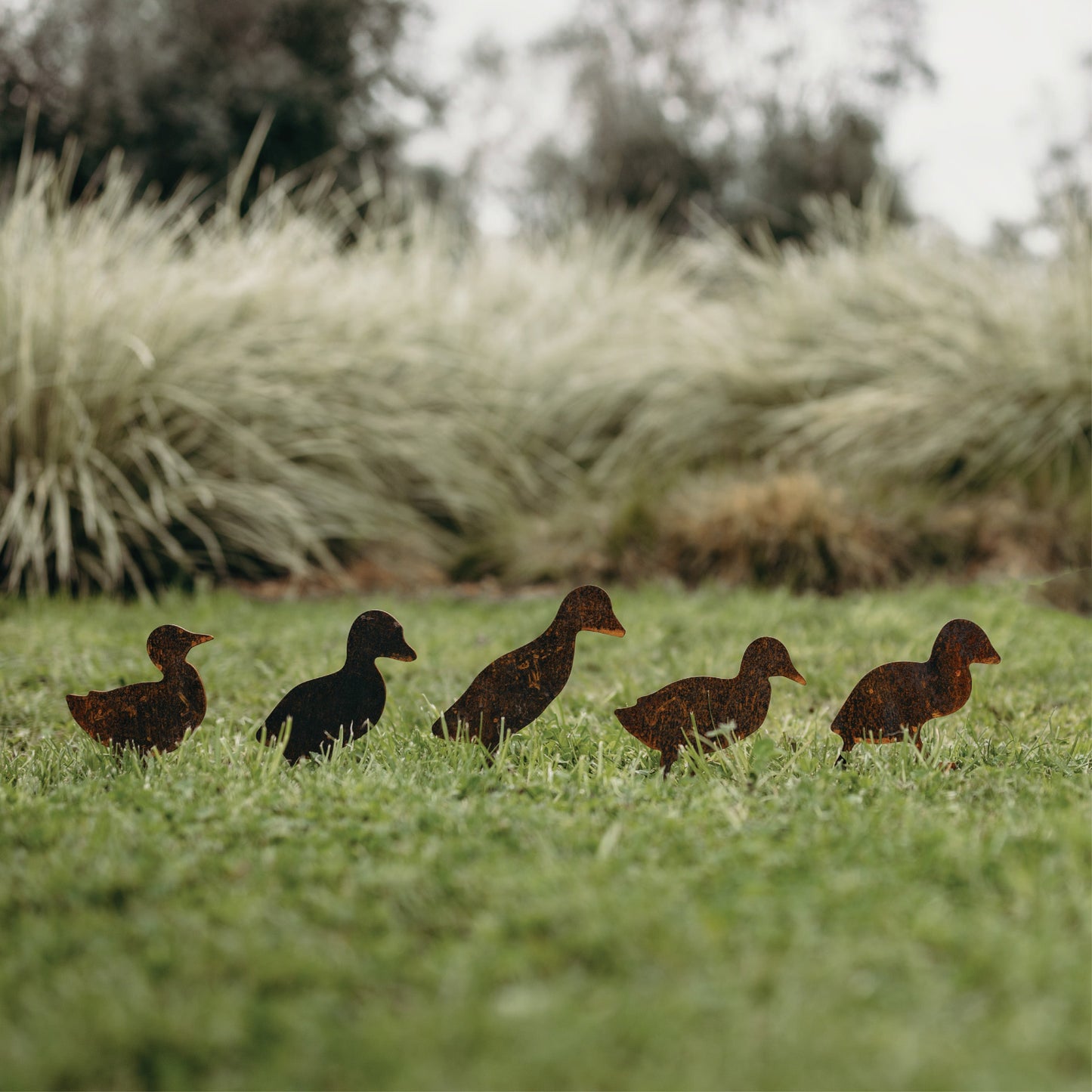 Ducks