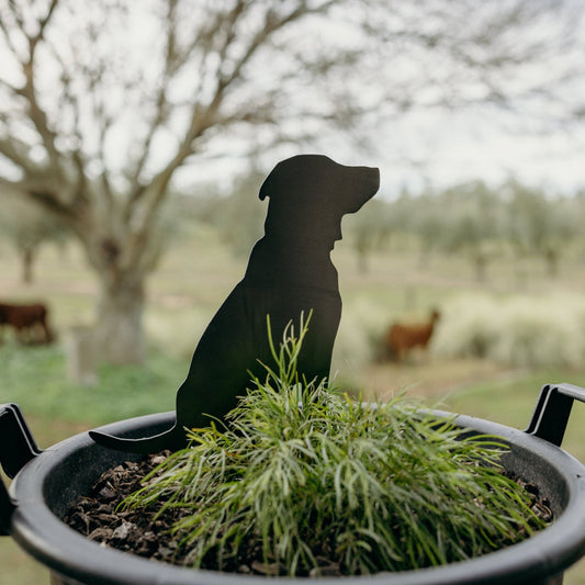 Doug the Goodest Boy