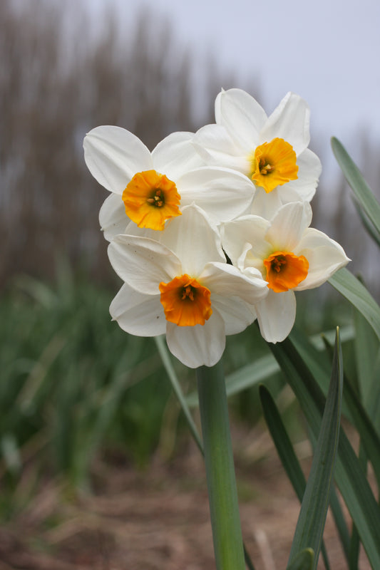 white with orange fragrant daffodil