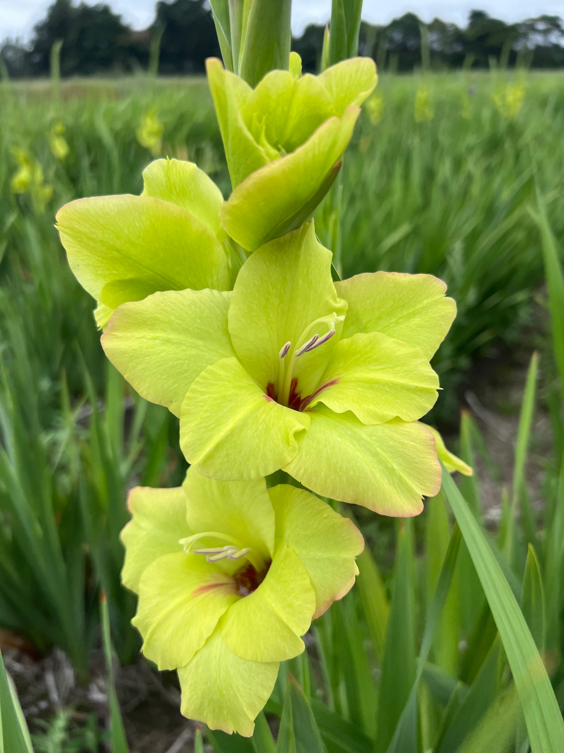 green gladioli gladiolus