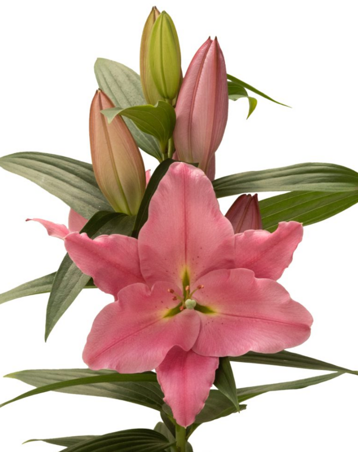 pink pollen free lily