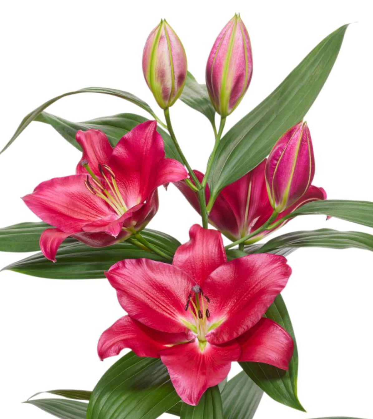 red oriental lily pollen free