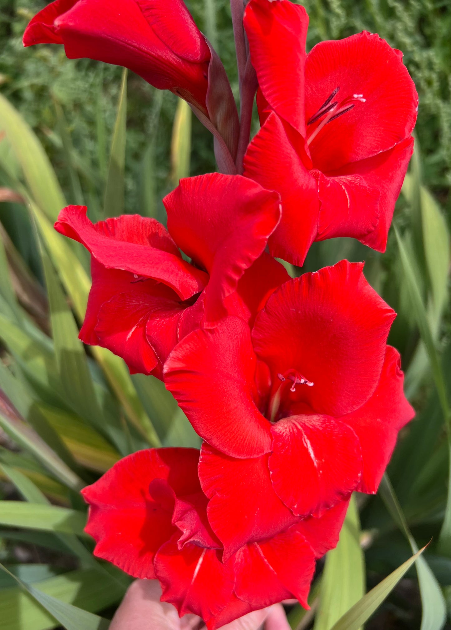 Red flowers with green foliage in the background