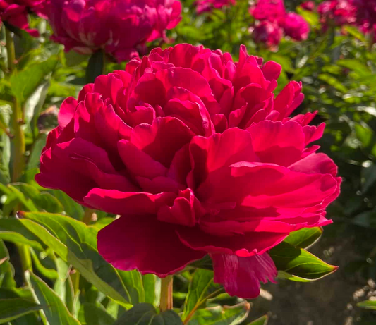 Close-up of a vibrant pink peony flower with green leaves in the background.