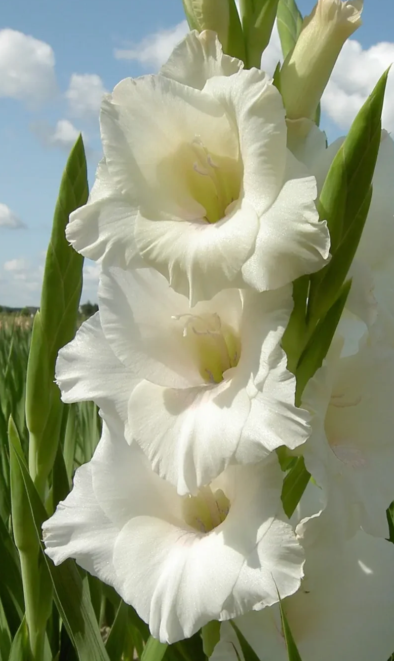 Piet Mohlen