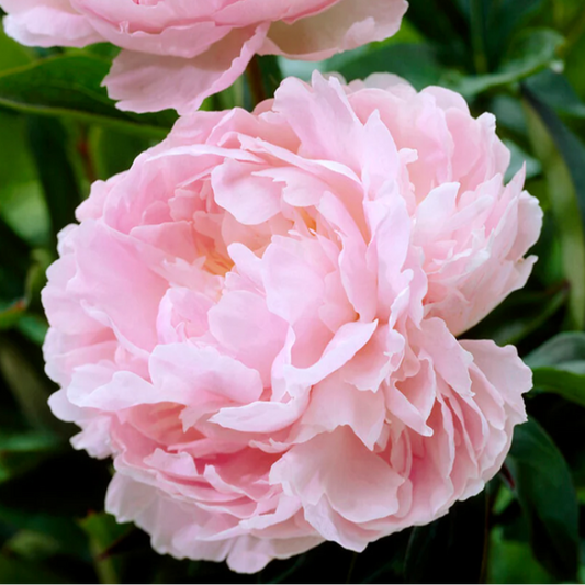 pink peony flowering 