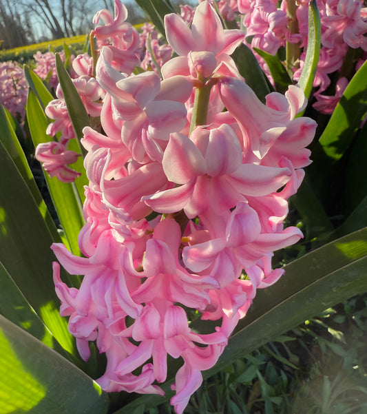 Pink Surprise Hyacinth
