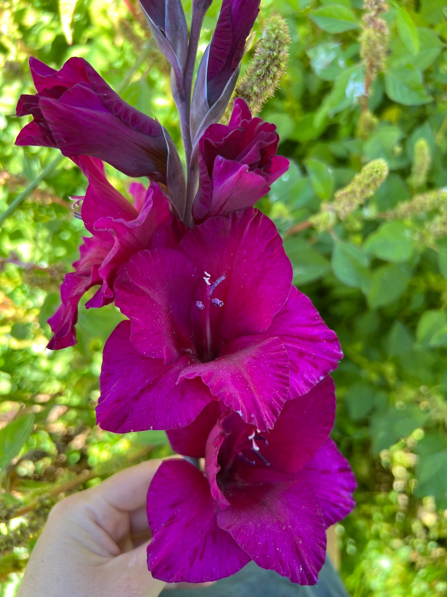Hand holding a vibrant purple flower with a blurred green background