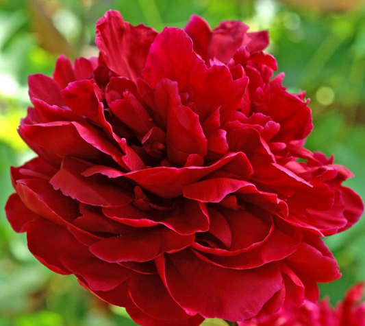 Close-up of a vibrant red flower with a blurred green background
