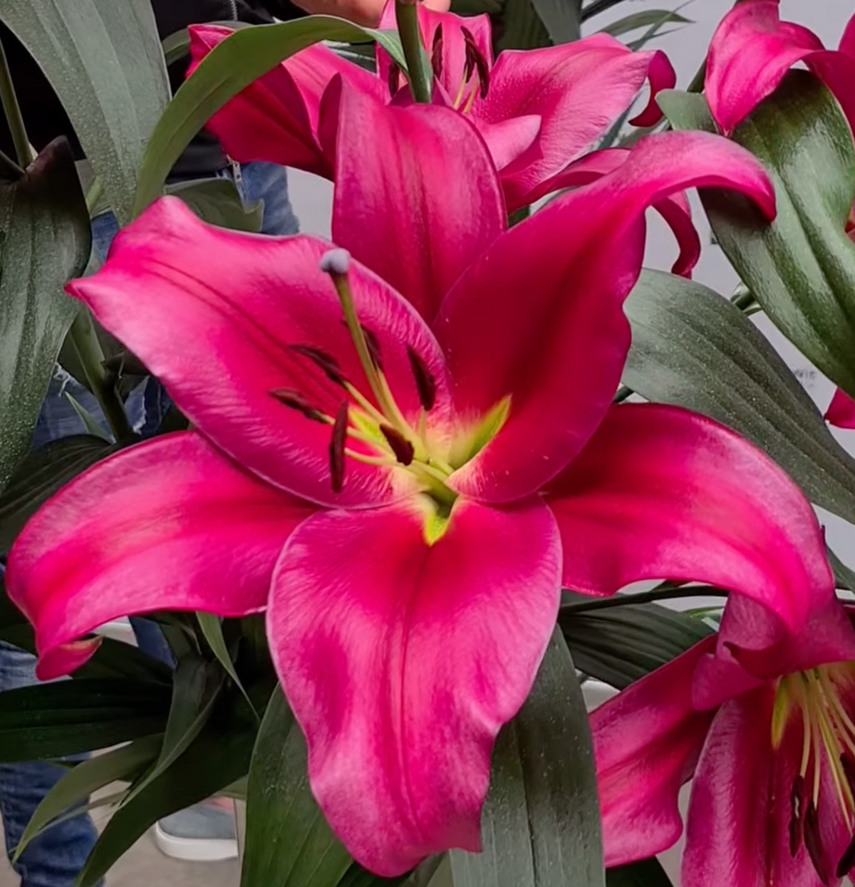 red oriental lly