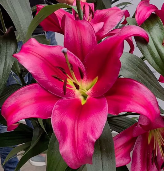 red oriental lly