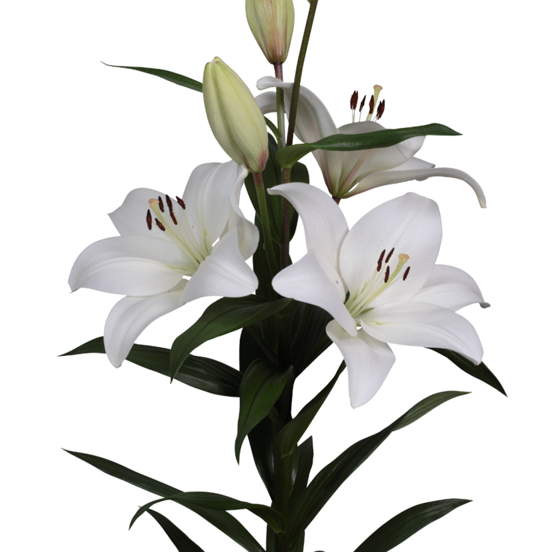 White lilies with green leaves on a white background