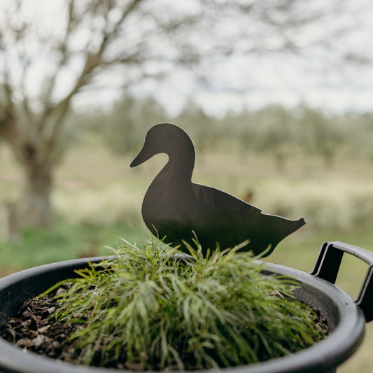 Gary the Wandering Duck