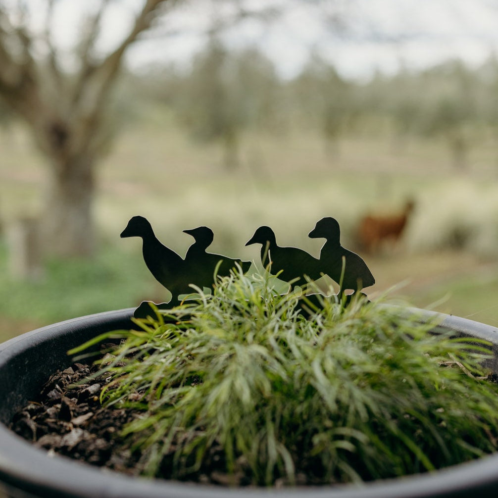 The Duckling Quack Pack
