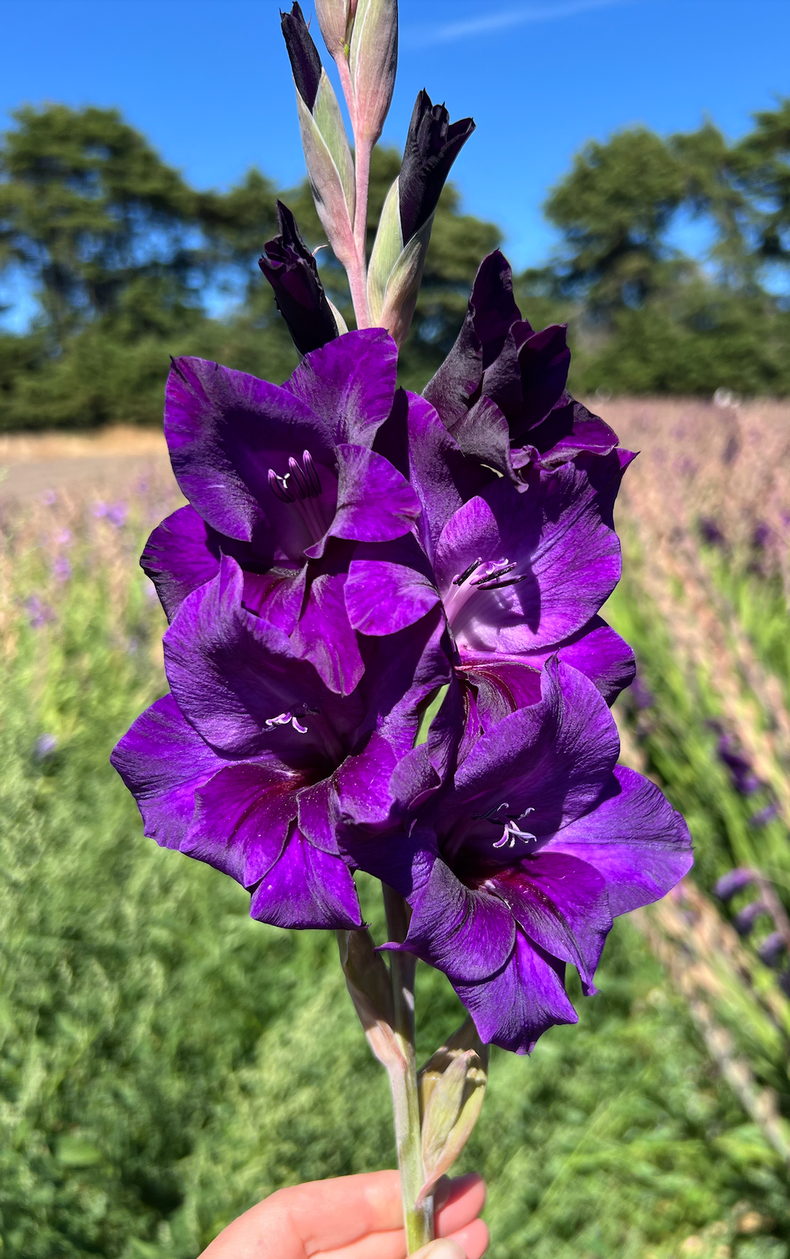 Purple Flora
