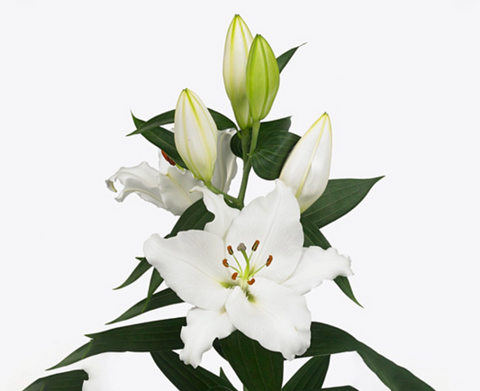 White Passion