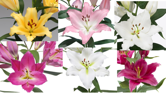 Mixed Oriental Lily Bulbs