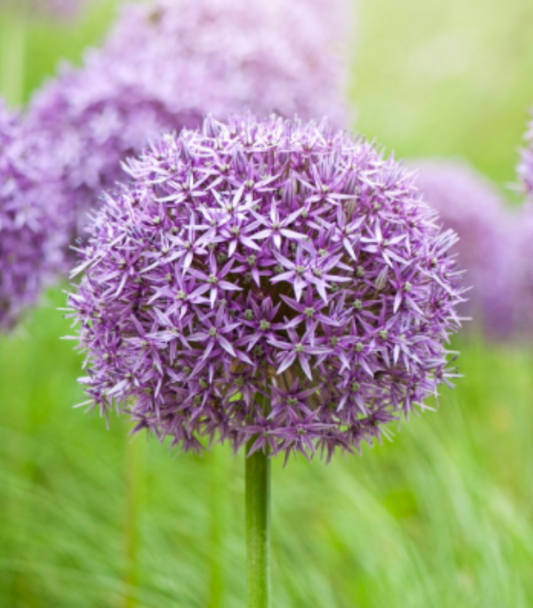 Allium