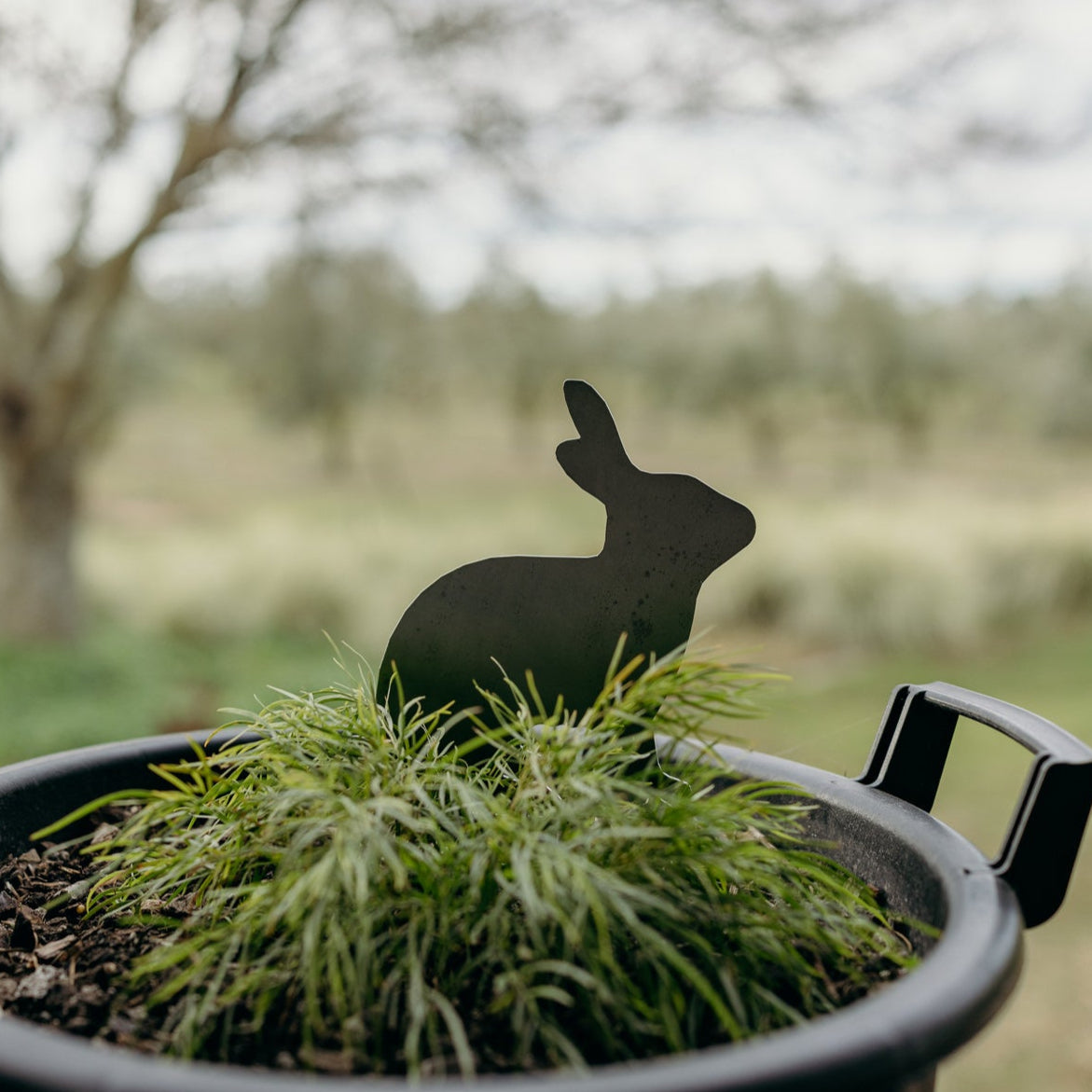 Warren Peace the Sitting Rabbit