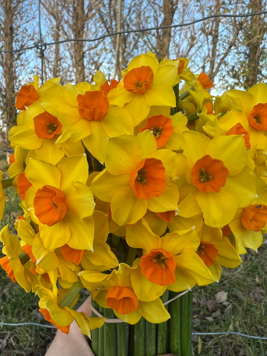 Bouquet of yellow and orange daffodils held by a person outdoors.