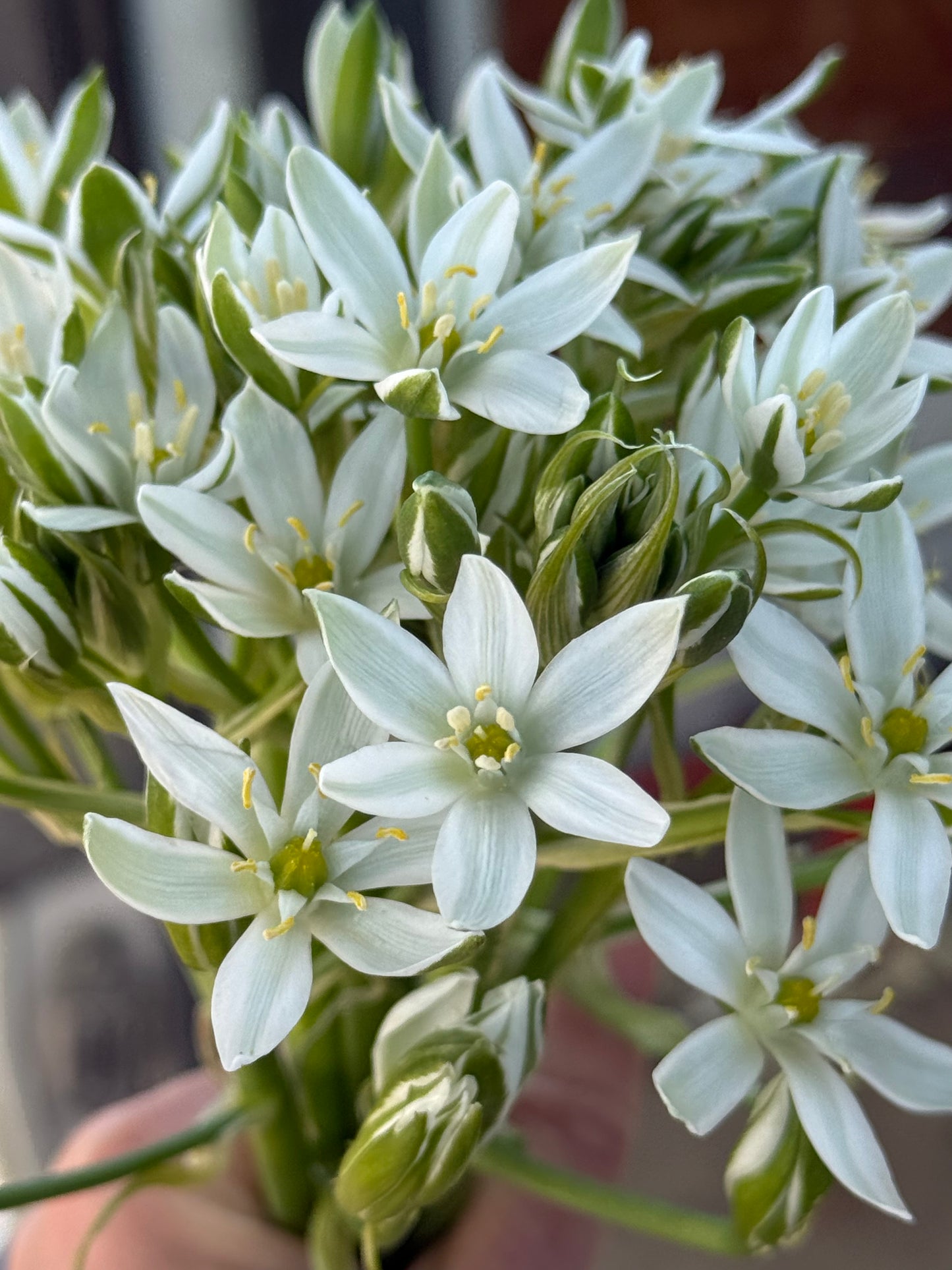 Star of Bethlehem Ornithogalum Bulbs
