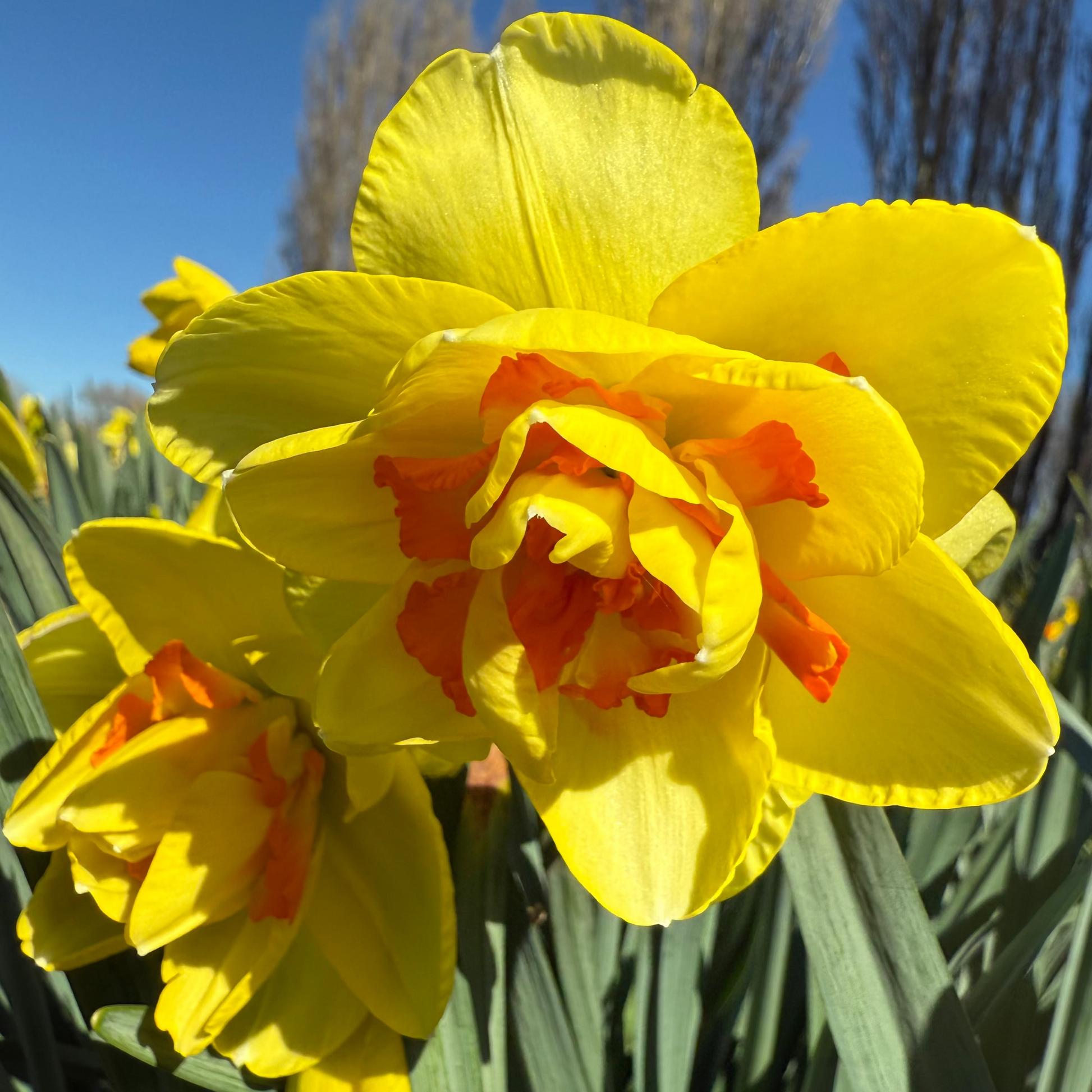 yellow and orange, double layered, bright, strong, daffodil, daffodil bulbs, garden, bulk daffodils