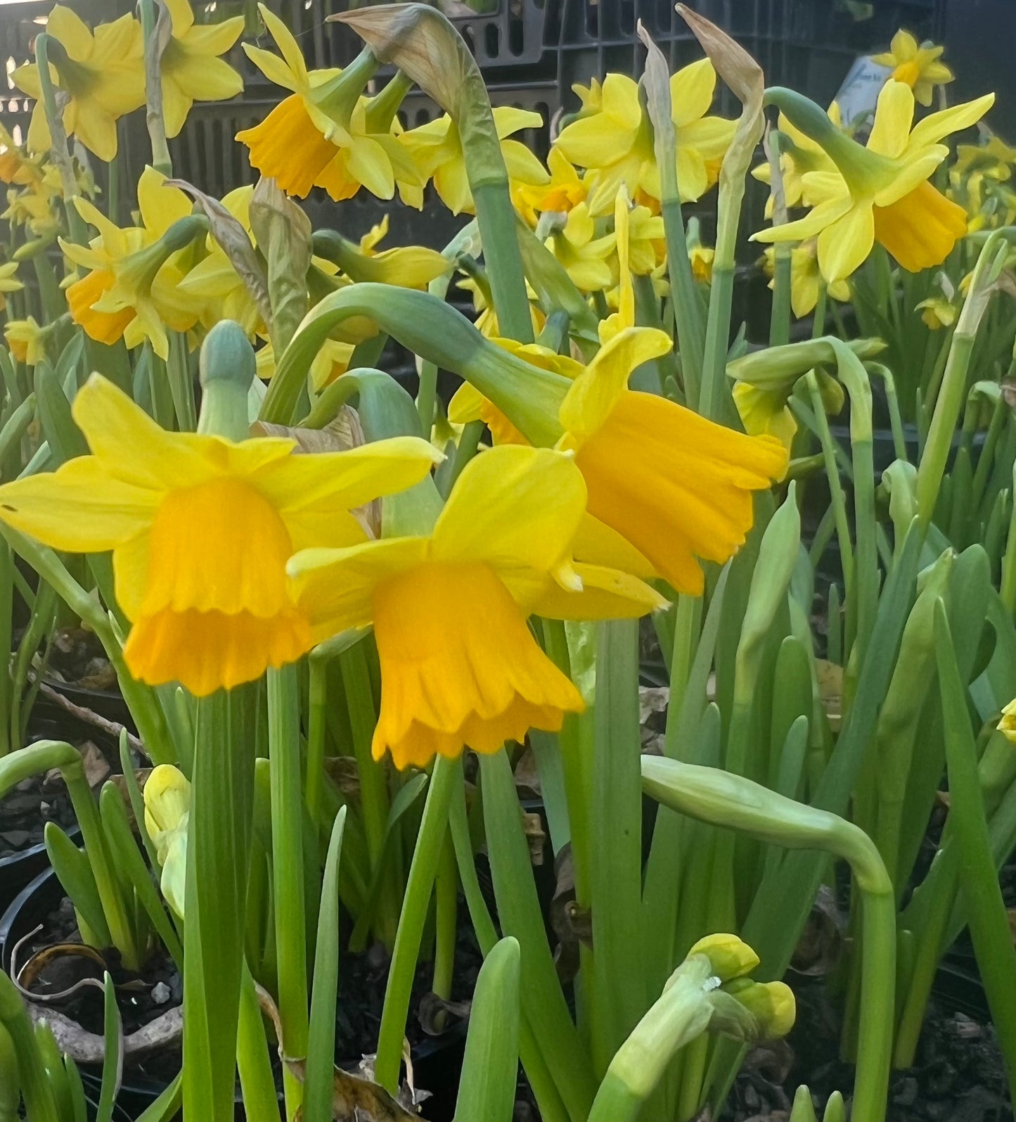Tete-a-Tete Miniature Daffodil Bulbs