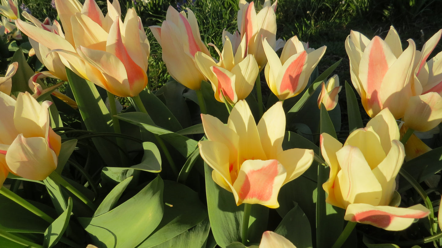 The First Kaufmanniana Tulip bulbs