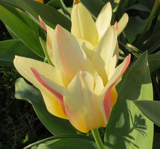 The First Kaufmanniana Tulip bulbs