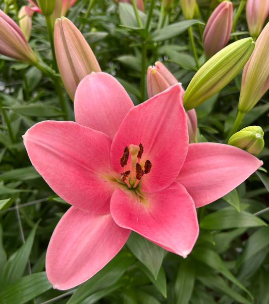 Pink lily flower with green leaves in the background
