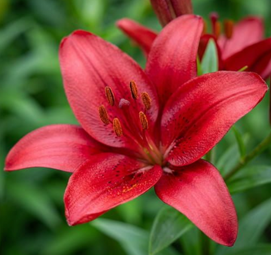 Close-up of a red lily flower with green leaves in the background