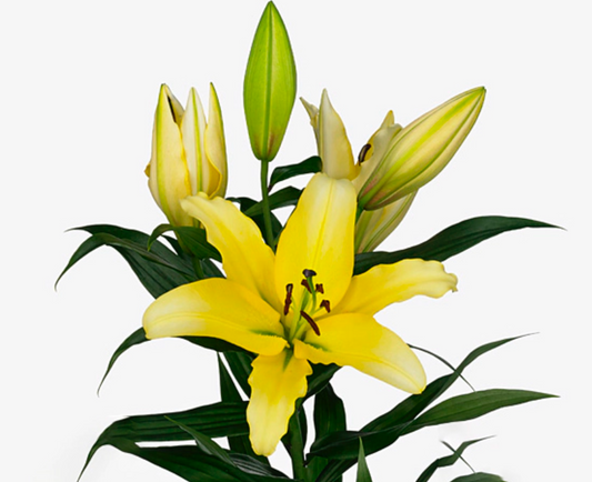 Yellow Strike